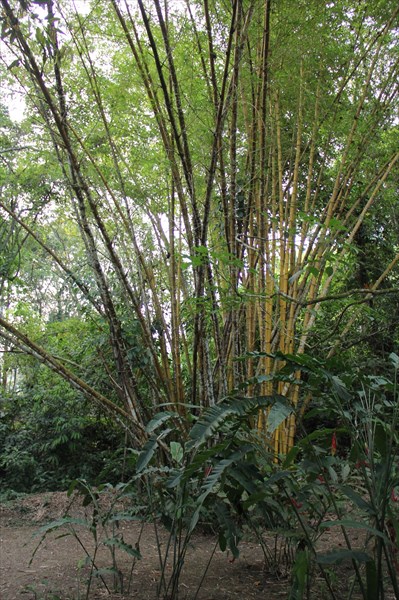 155-Бамбук в Паленке